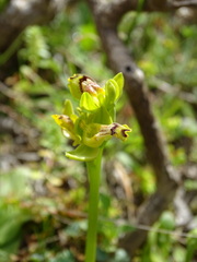 Ophrys sicula