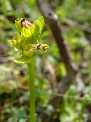 Ophrys sicula