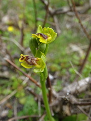 Ophrys sicula