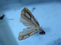 Catoptria