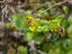 Ophrys sicula