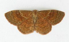 Leptostales rubromarginaria