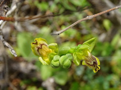 Ophrys sicula