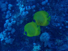 Chaetodon semilarvatus