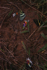 Chrysiridia rhipheus