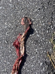 Nerodia sipedon williamengelsi