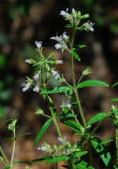 Collinsia childii