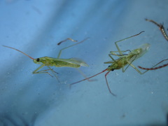 Trigonotylus caelestialium