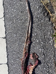 Nerodia sipedon williamengelsi