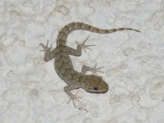 Mediodactylus kotschyi