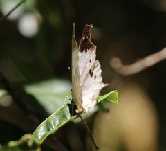 Protogoniomorpha duprei
