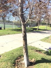 Platanus × hispanica