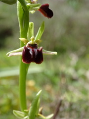 Ophrys sphegodes grammica