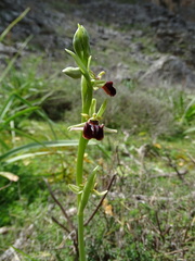 Ophrys sphegodes grammica