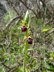 Ophrys sphegodes grammica