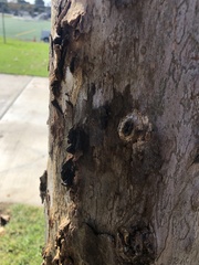 Platanus × hispanica