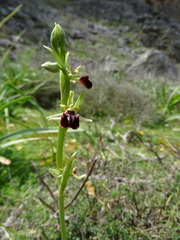 Ophrys sphegodes grammica