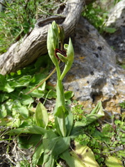 Ophrys sphegodes grammica