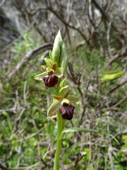 Ophrys sphegodes grammica
