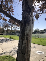 Platanus × hispanica