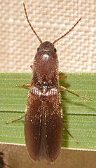 Agriotes oblongicollis