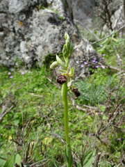 Ophrys sphegodes grammica