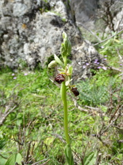 Ophrys sphegodes grammica