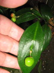 Ruscus colchicus