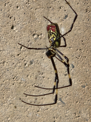 Joro spider