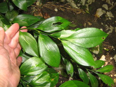 Ruscus colchicus