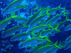 Mulloidichthys vanicolensis