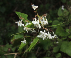 Fallopia baldschuanica