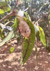 Borocera madagascariensis