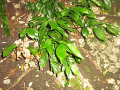 Ruscus colchicus