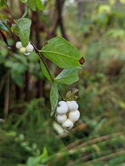 Symphoricarpos