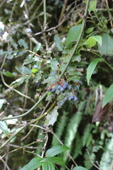 Anacardiaceae