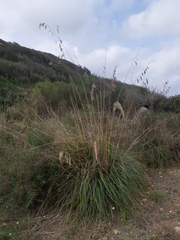 Ampelodesmos mauritanicus