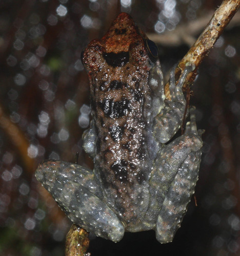 Mantidactylus femoralis
