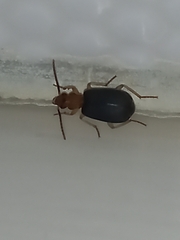 Brachinus