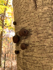 Hypoxylaceae