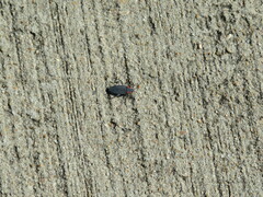 Jadera haematoloma