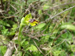 Ophrys sicula