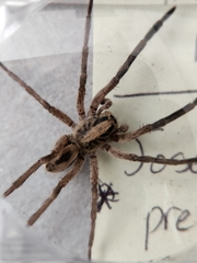 Geolycosa riograndae