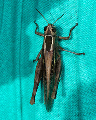 Eyprepocnemis plorans