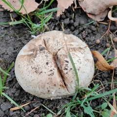 Agaricus campestris