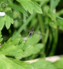 Platycheirus albimanus