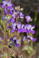 Collinsia concolor