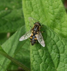 Helophilus pendulus