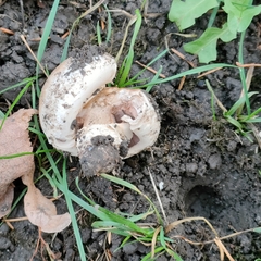 Agaricus campestris
