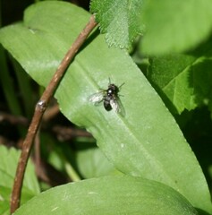 Portevinia maculata